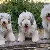 Bobtails aus dem Ruhrpott ® geschützt und eingetragen: CfBrH/VDH/FCI profile