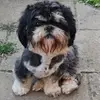 Little Sweetheart' s Shih Tzu profile