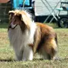 Sheltiezwinger vom Birkenwappen profile