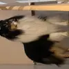 Collies of Cairnwell profile