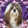 Shih Tzu vom goldenen Vlies profile