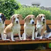 Master of Dumphill Beagle Kennel profile