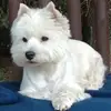 West Highland White Terrier "von Bora" profile