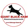 Riesenschnauzer of Giant Black Hawks profile
