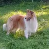 Collies vom Schäferhorst  profile