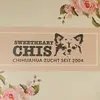 Chihuahua von den Sweetheartchis profile