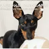  HERZLICH WILLKOMMEN BEI  CURIOUS MADCAPS  ENGLISH TOY TERRIER KENNEL! profile