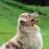 Australian Shepherds vom Purzels-Hof profile