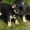 Chihuahuas vom Felsengarten profile