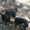 Rottweiler von der Strahlenburg  profile