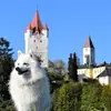 Japanspitze von der Haager Schlossturmspitze profile