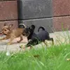 Hundezucht "von Toy-Hit" profile