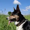Kryta Dragons profile