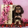 English cocker spaniel profile