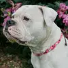 Schlag vom Bütz profile