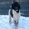 Airedaleterrierof Ravenclaw  profile