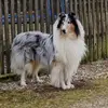 COLLIES VOM BERGEMER SCHLEHENHAIN profile