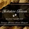 Yorkshire Terrier dai piccoli angioletti dorati profile
