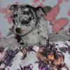 Chihuahuas von der grünen Wiese  profile