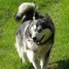 Yukon Alaska Malamutes profile
