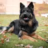 Altdeutsche Schäferhunde vom Kreuzkamp  profile
