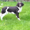 Kleine Münsterländer vom Ewaldsee  profile