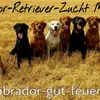 Labradorzucht vom Gut Feuerhof profile