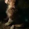 Soul Dogs Aussies profile