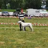 Hegau Bulldog's  profile