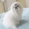 Malteser und Shih tzu Zucht vom Wartenberg profile
