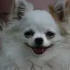 Chihuahuas aus der Kluterthöhle profile