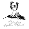 Chihuahua of golden Harvest  profile