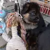 Deutsche Schäferhunde von Haus Charly profile
