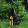 Eurasier vom Malefinkbachtal profile