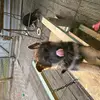 Schäferhundezucht vom Land Mecklenburg  profile