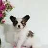 Papillon von der Schmetterlingsliebe  profile