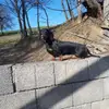 Hundezucht aufm Jungwirthhof  profile