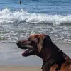 of Free Spirit profile