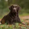 Labrador Retriever vom Hisselsberg  profile