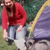 Despinas Zauberwölfe Wolfsspitzzucht profile