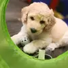 Cuxlanddoodles  profile