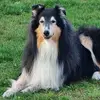 Collies from Brokeback Mountain  profile