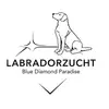 Labradorzucht Espelkamp profile