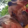 Rhodesian Ridgeback Sonnenhof Dornieden  profile