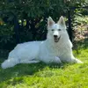 Weißer Schweizer Schäferhund Zucht profile