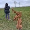 Rhodesian Ridgeback Kennel „Upendo Kukua“ profile