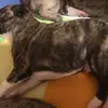 Whippet Züchter in Rheinland-Pfalz profile