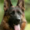 Schäferhunde vom Atteltal profile