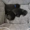 Black Star Schipperkes  profile
