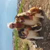 Collie of Golden Gate  profile